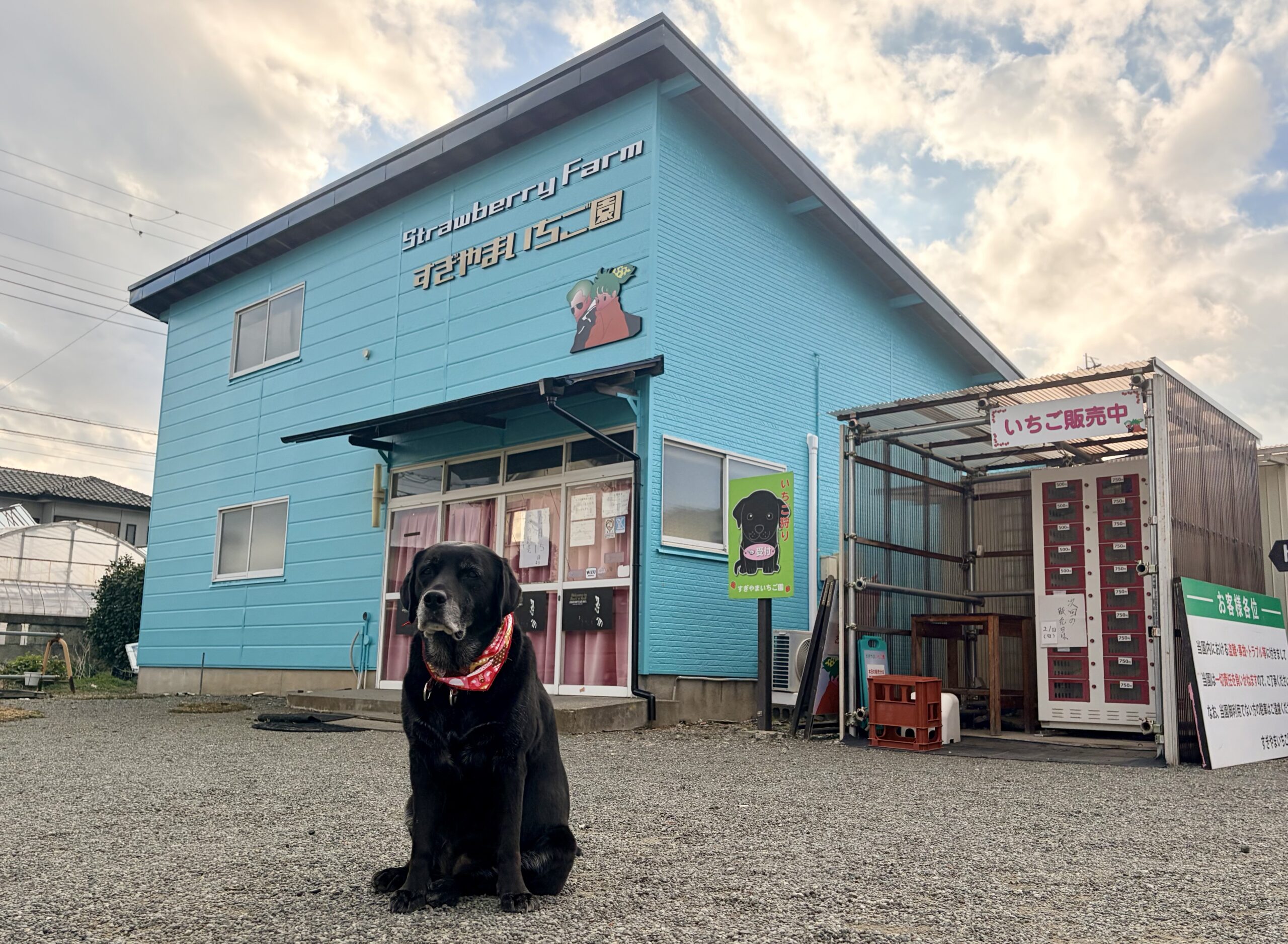 すぎやまいちご園